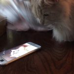 ロイ